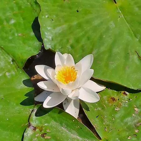 Z Jeziorem - Sajzy 22 Holiday home Elk